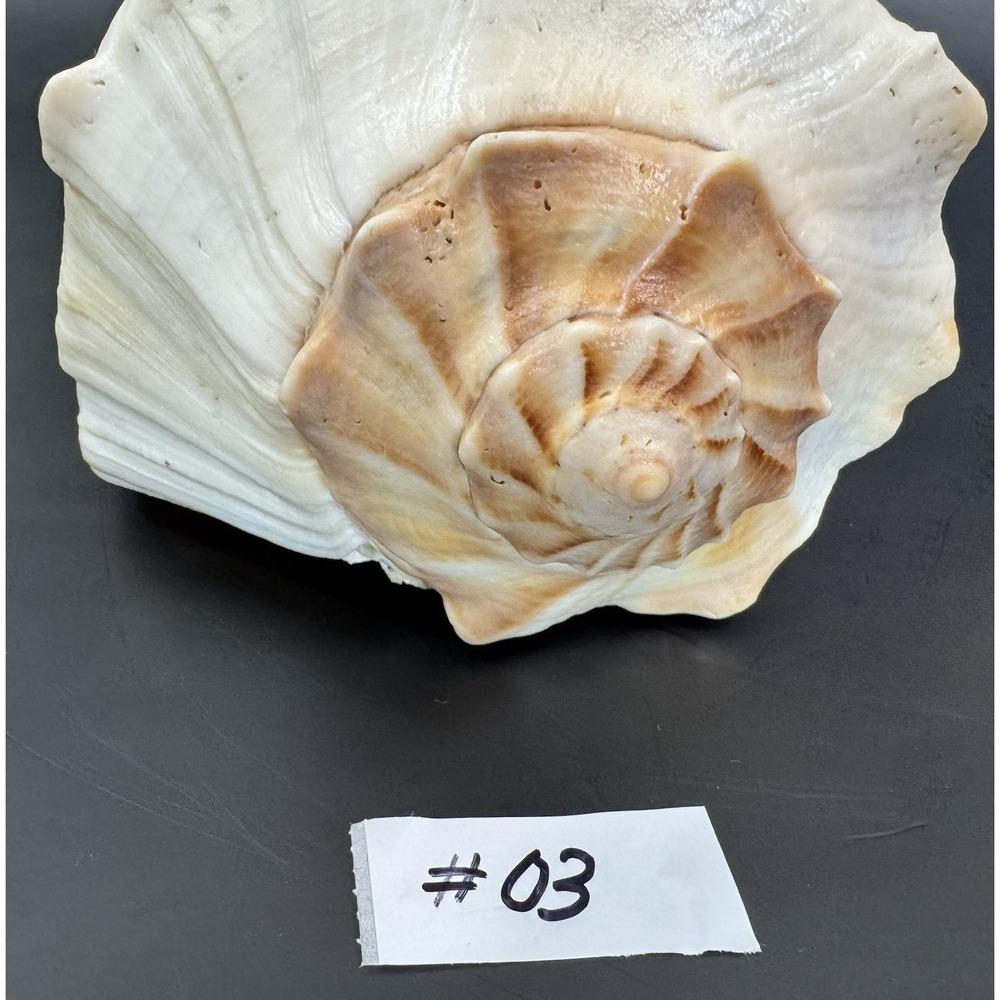 Large 11.5" Natural Lightning Whelk Sea Shell Coastal Beach Nautical Ocean Decor - Picture 10 of 10